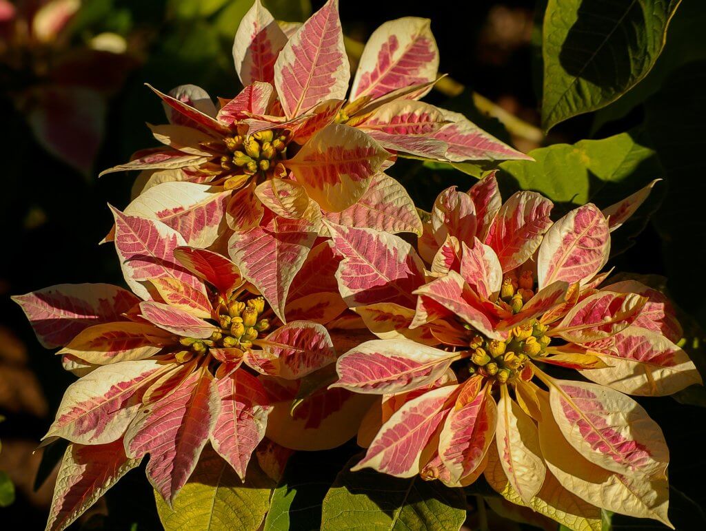 Weihnachtsstern Poinsettia Pink