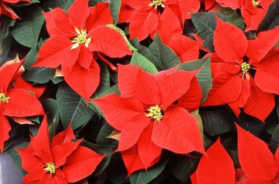 Weihnachtsstern Rot 2