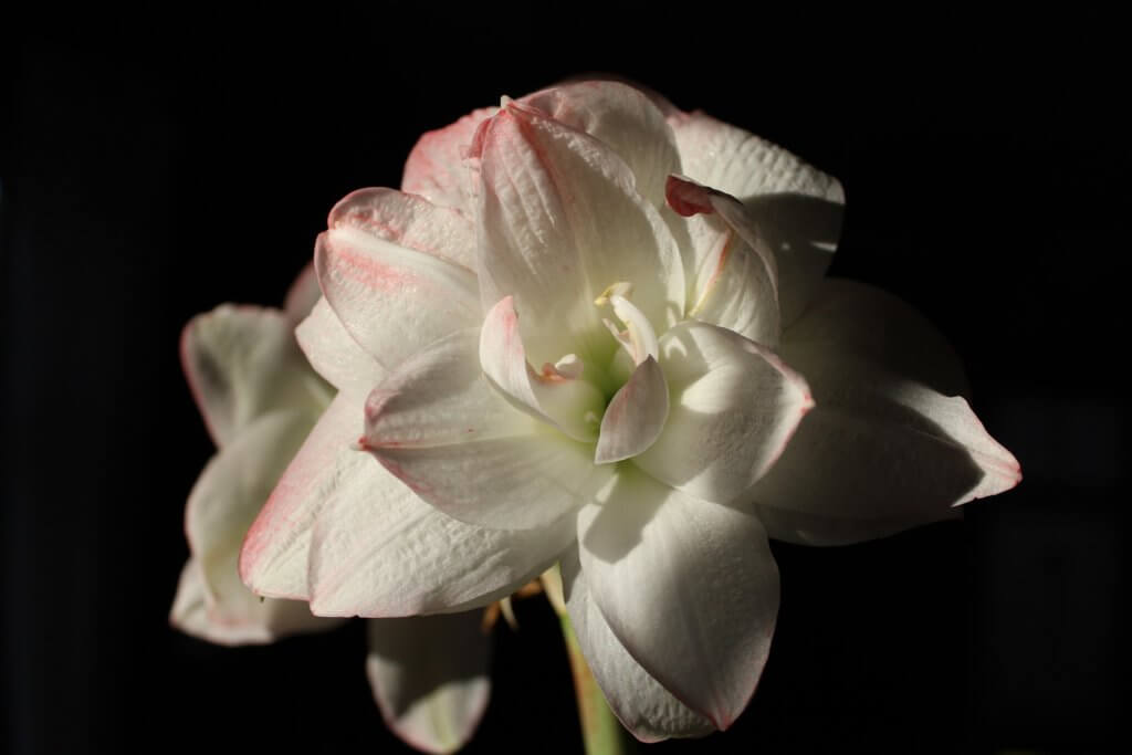 Weisse Amaryllis