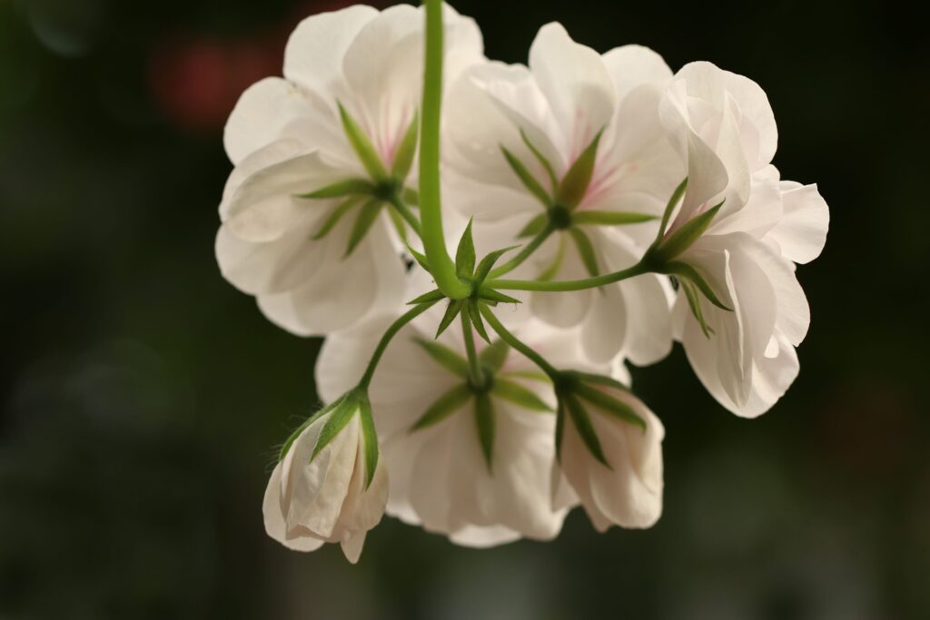 weiße Geranienblüte von unten fotografiert