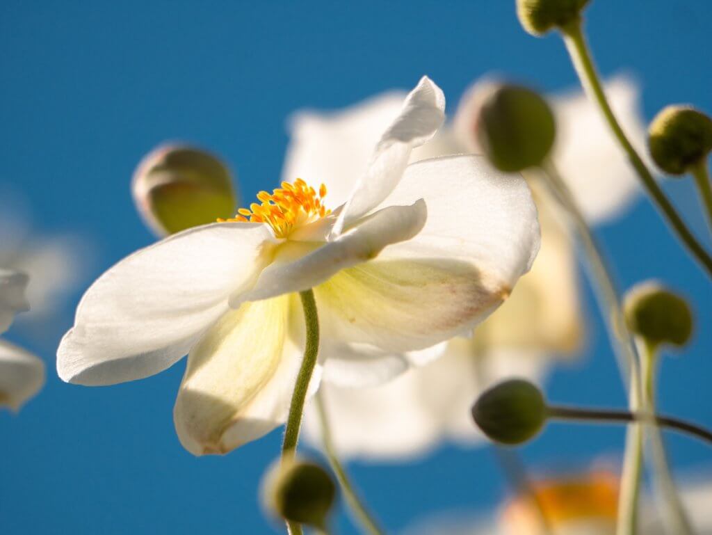 Weisse Herbst Anemonen