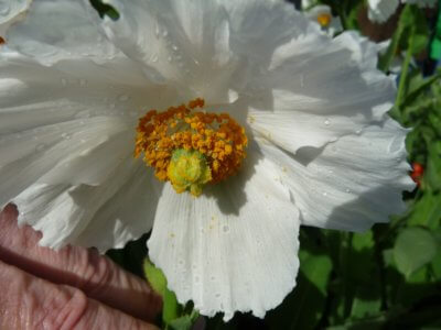 Weißer Mohn
