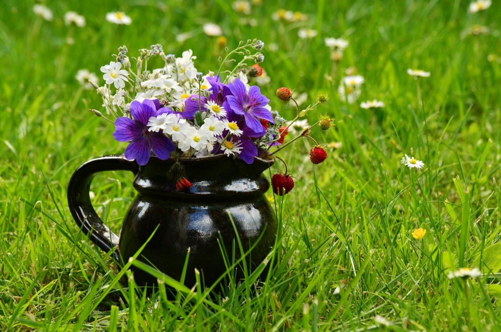 Wiesenblumen auf der Wiese