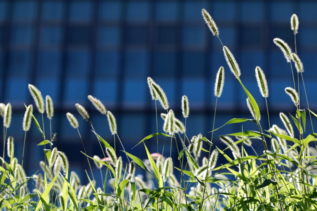 Wiesenfuchsschwanz blüht