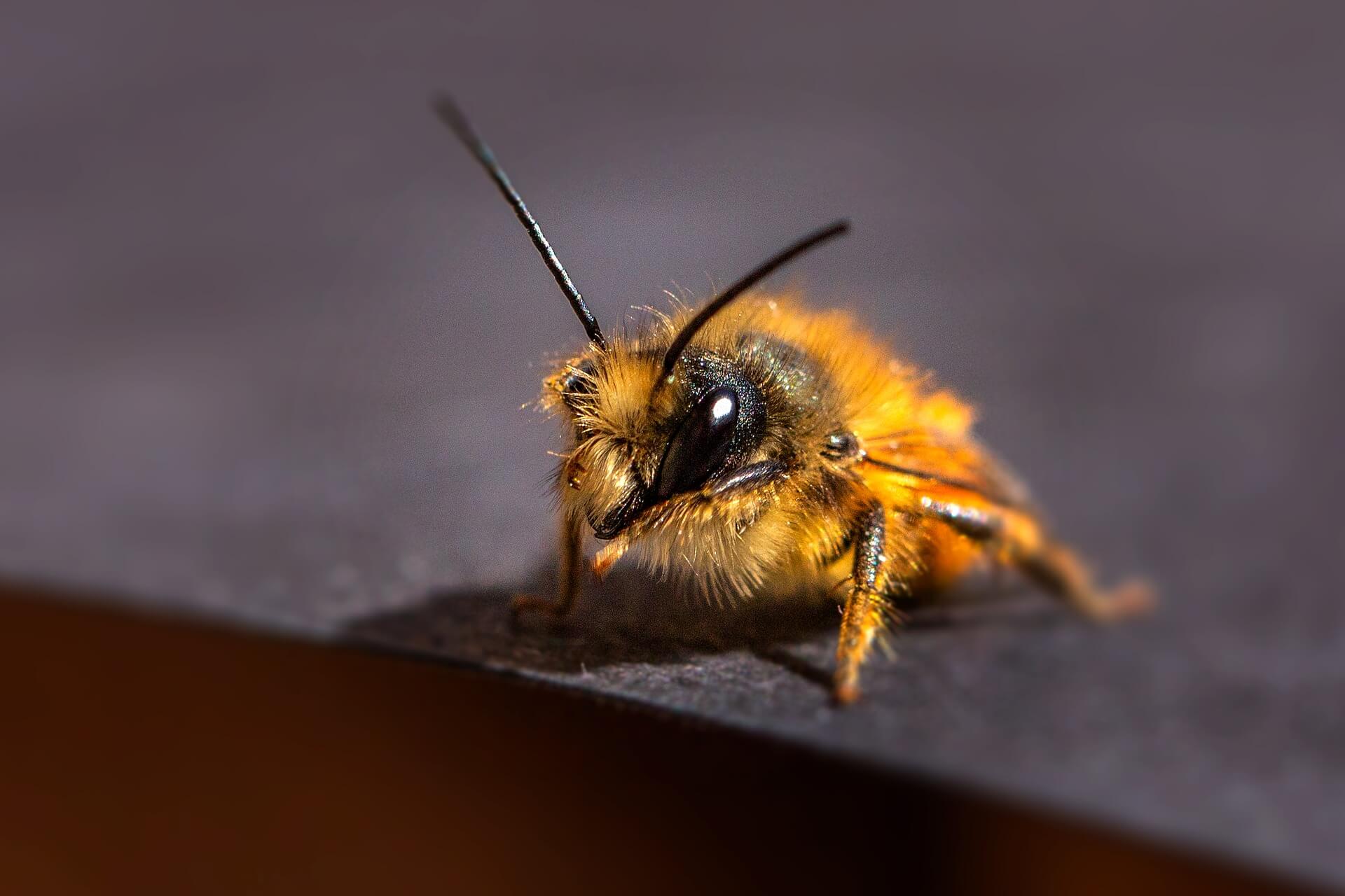 Wildbienen im Herbst unterstützen