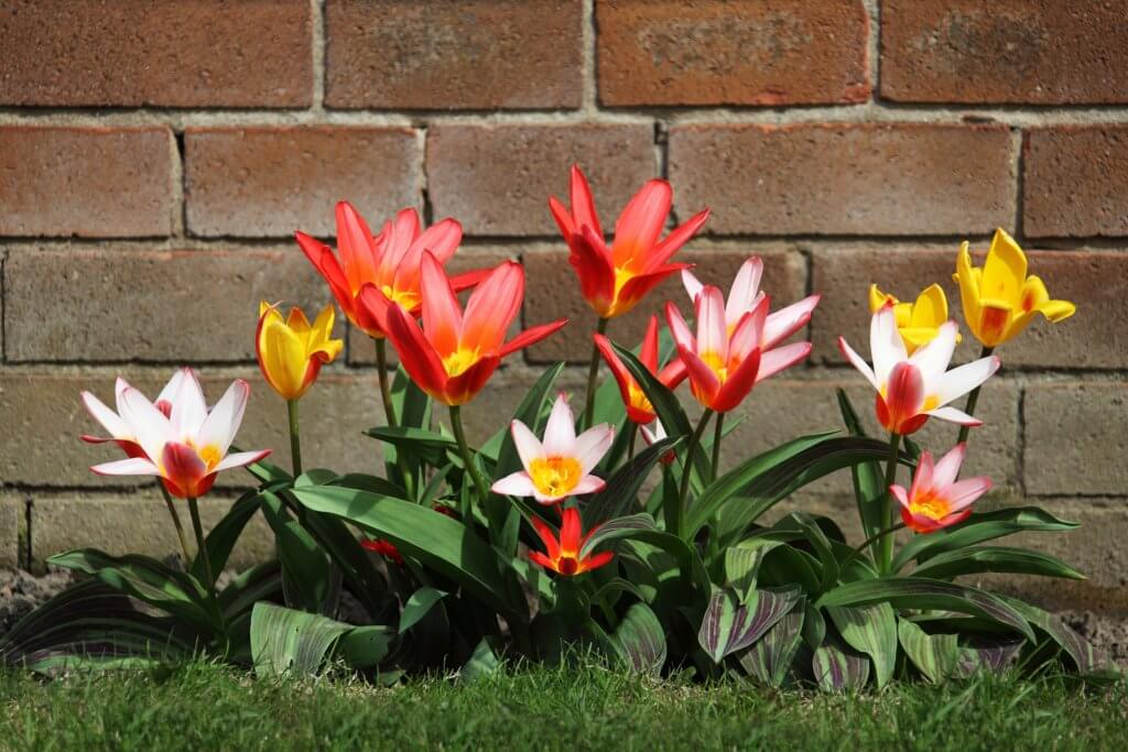 Wildtulpen Rot Gelb Weiss
