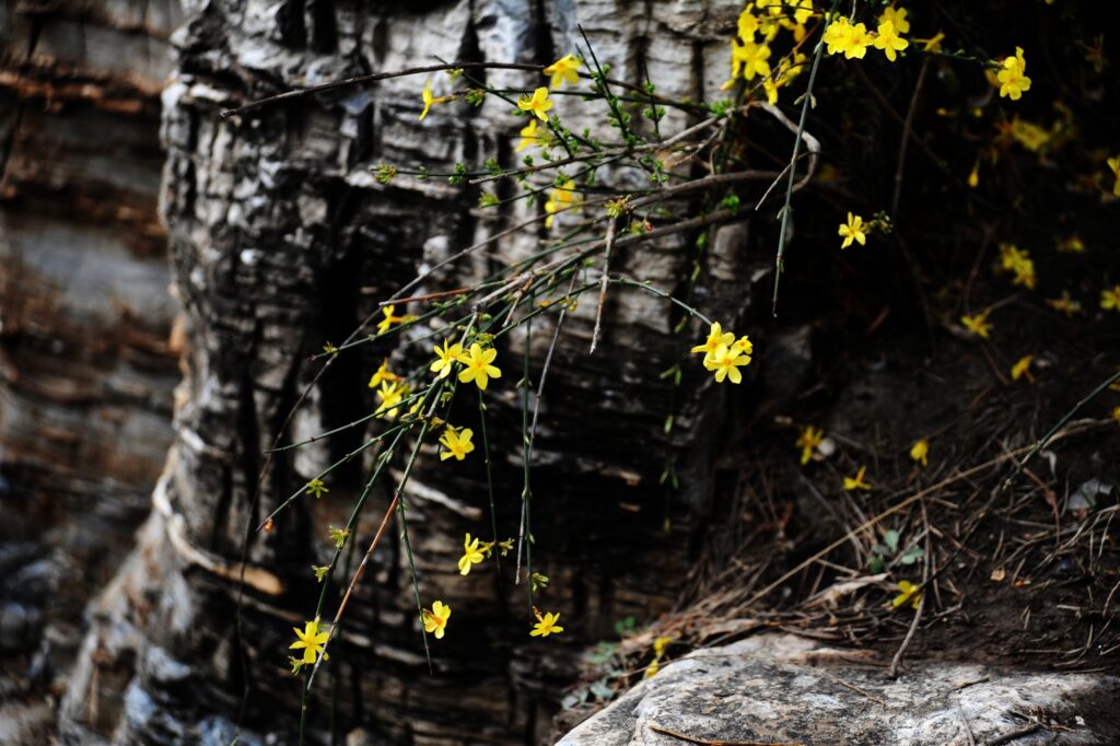 Winter Jasmin am Baum