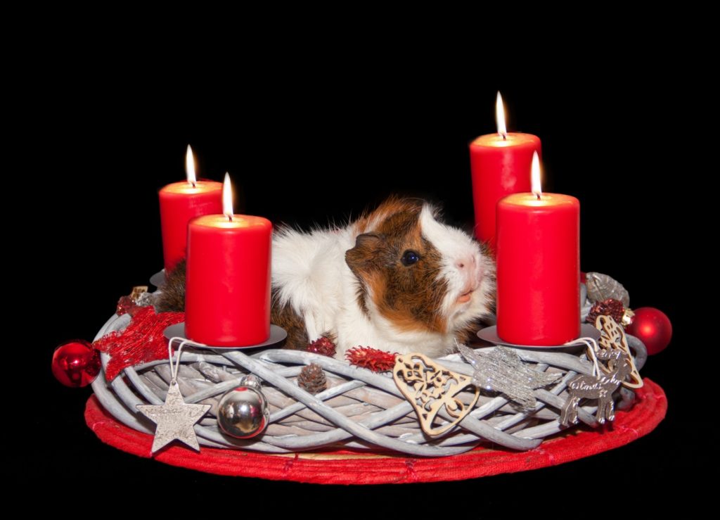 Witzig: Adventskranz mit Meerschweinchen :-)
