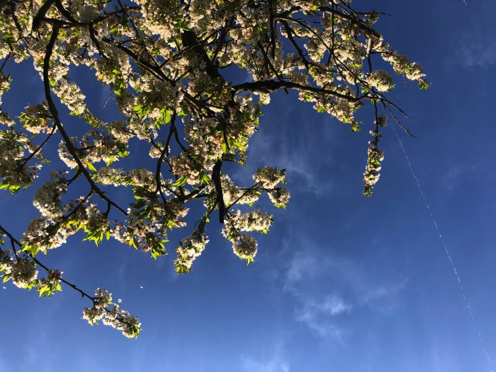 Wundervolle Kirschbluete