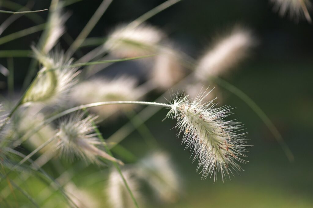 Filigrane Ziergräser als Begleiter für die Herbstbepflanzung