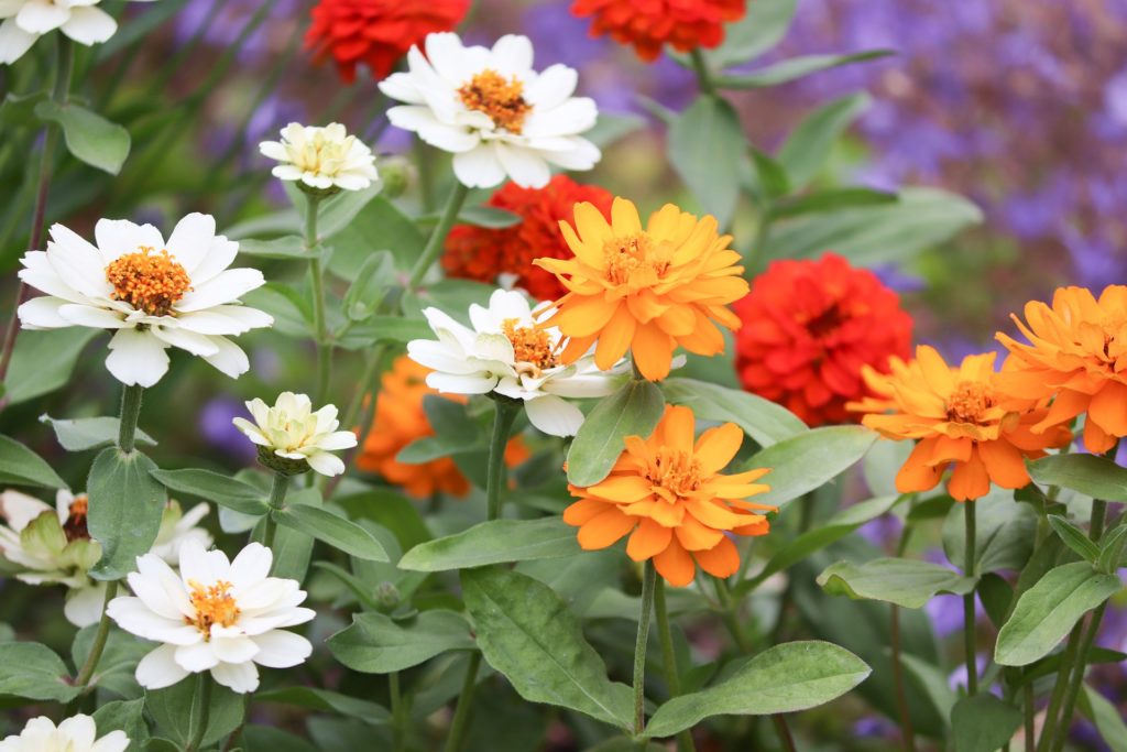 Zinnien von hier